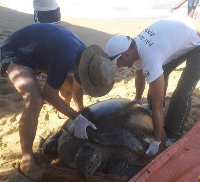 PAT Ecosmar resgata tartaruga marinha de 180 kg em Cabrália