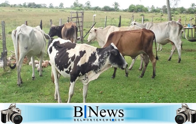 Bandidos aterrorizam a zona rural belmontense deixando produtores amedrontados.