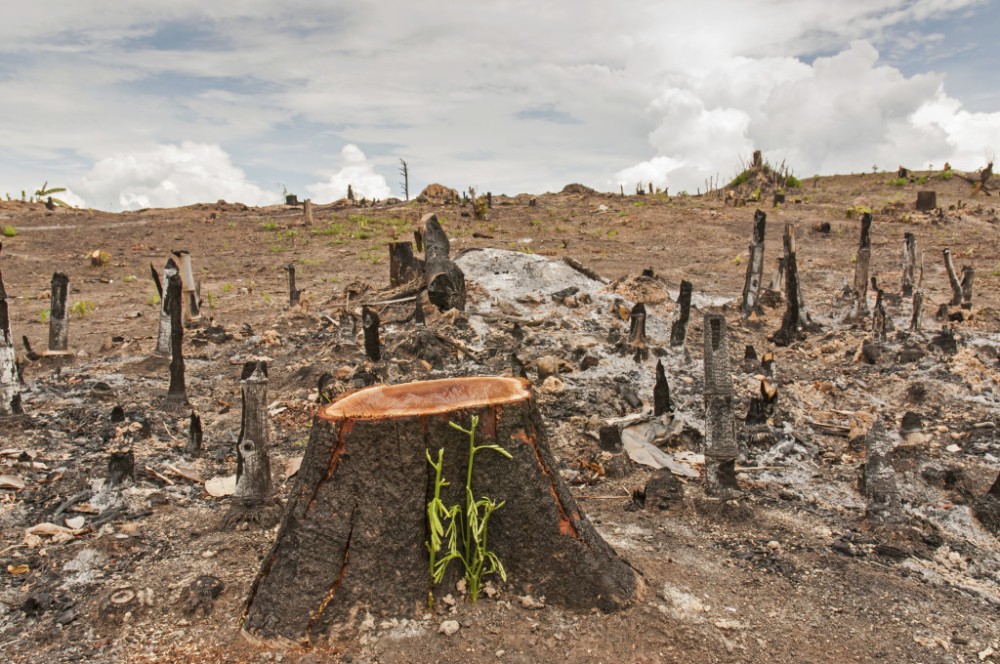 Slash and burn cultivation