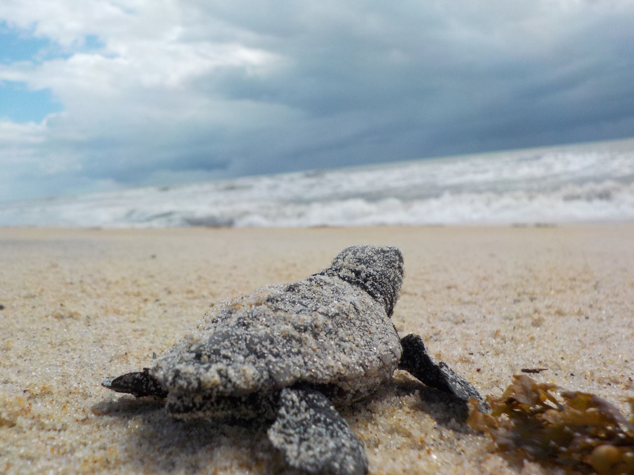 Sul da Bahia registra aumento no número de nascimento de tartarugas marinhas