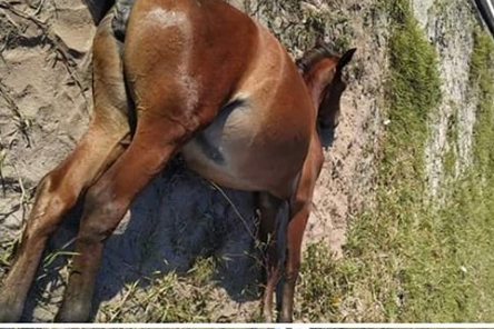 Cavalo agoniza durante todo o dia às margens da rodovia BA-001, em Belmonte.