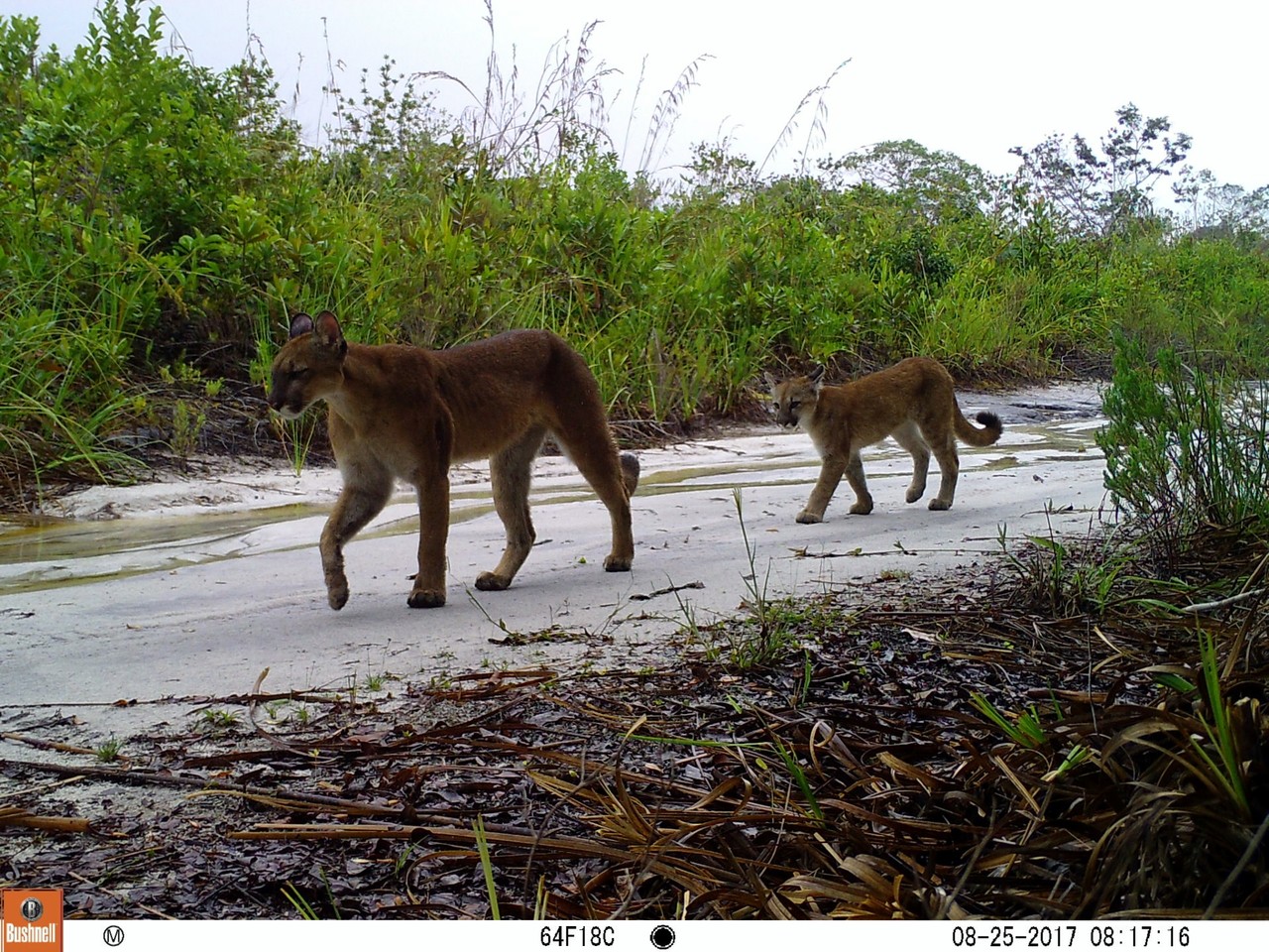 Veracel e Suzano se unem para realizar o maior monitoramento privado de fauna e flora do País