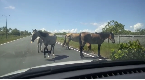 Animais soltos na pista representam perigo para moradores de Belmonte.