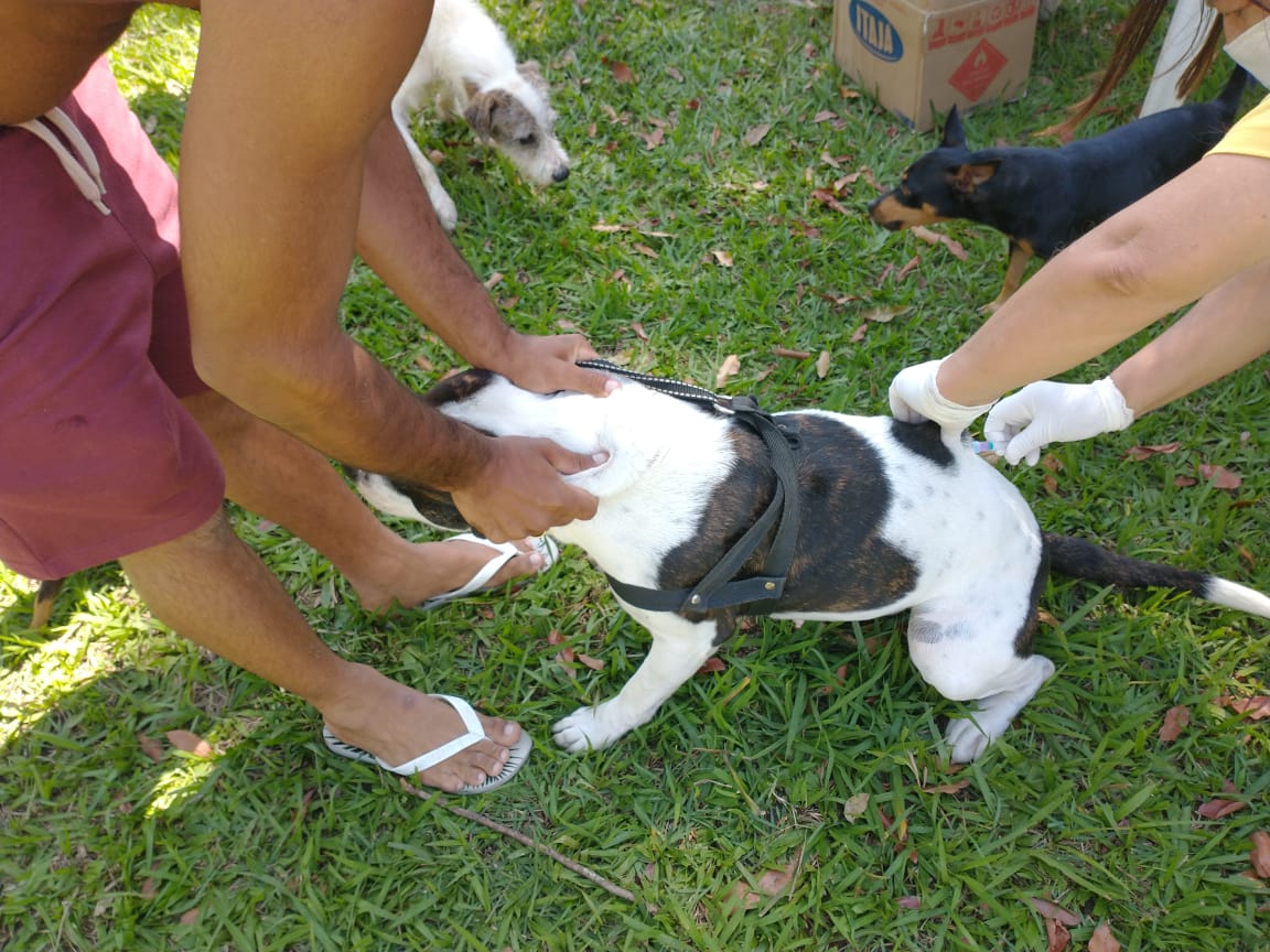 1.902 cães e gatos são vacinados em Belmonte e Campanha continua acontecendo.